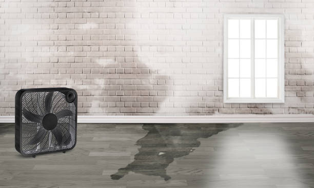 Best Water damage cleanup near me  in Glyndon, MN
