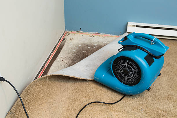 Best Mold removal after water damage  in Glyndon, MN